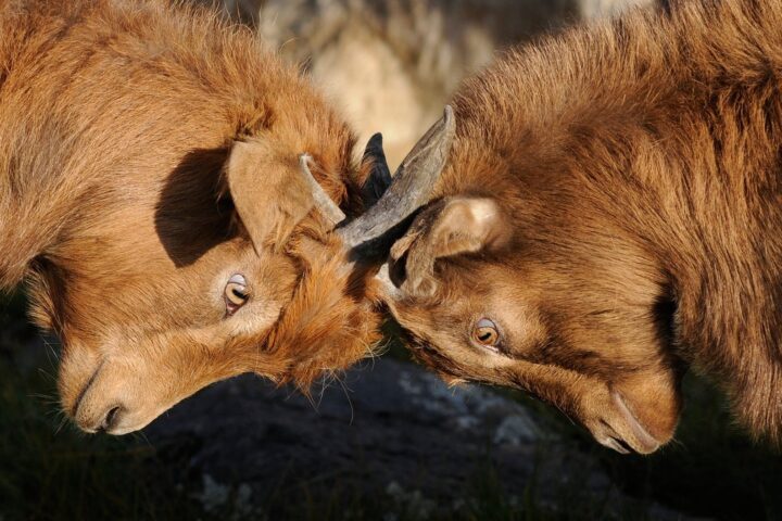 competition dispute goats