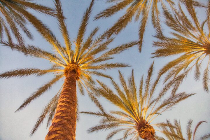 palm trees