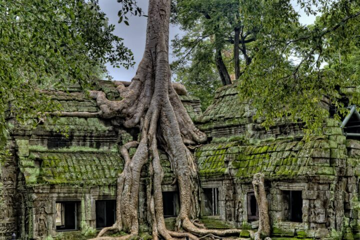 building with tree