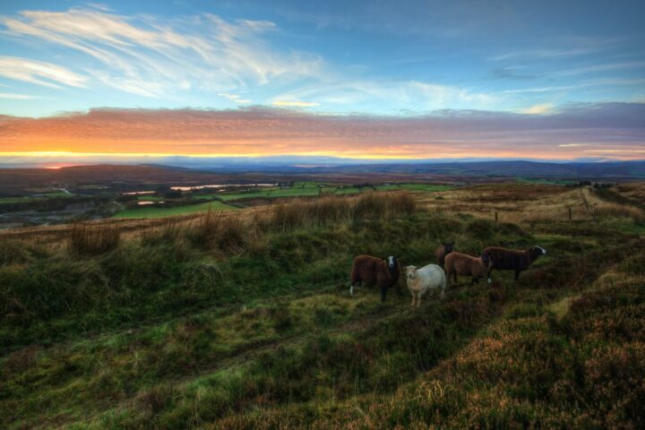 five sheeps on pasture during golden hour