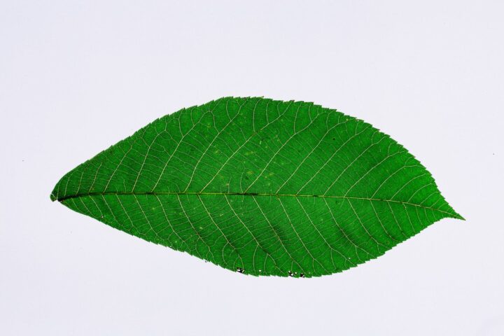 green leaf